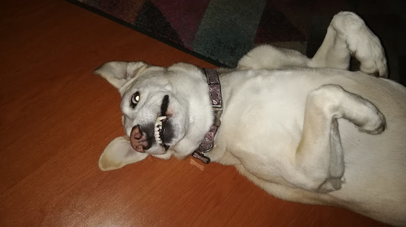 DINELVET SAS - Farmacia veterinaria en Bogotá