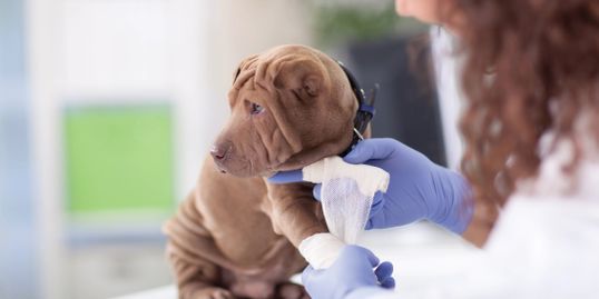 Biomet Laboratorio - Veterinario en Cali