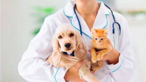 Emervet Emergencias Veterinarias - Veterinario en Cali