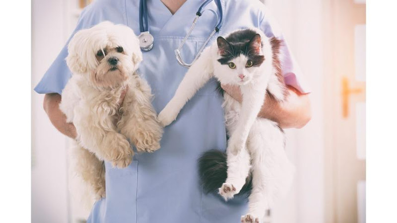 A Domicilio Veterinarios - Tienda de animales en Medellín