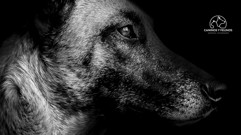 Caninos y Felinos Hospital Veterinario - Hospital veterinario en Medellín