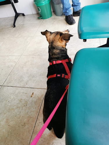 Centro Veterinario la 30 - Hospital veterinario en Medellín