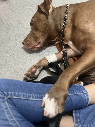 Vimuk Servicios Veterinarios - Hospital veterinario en Medellín